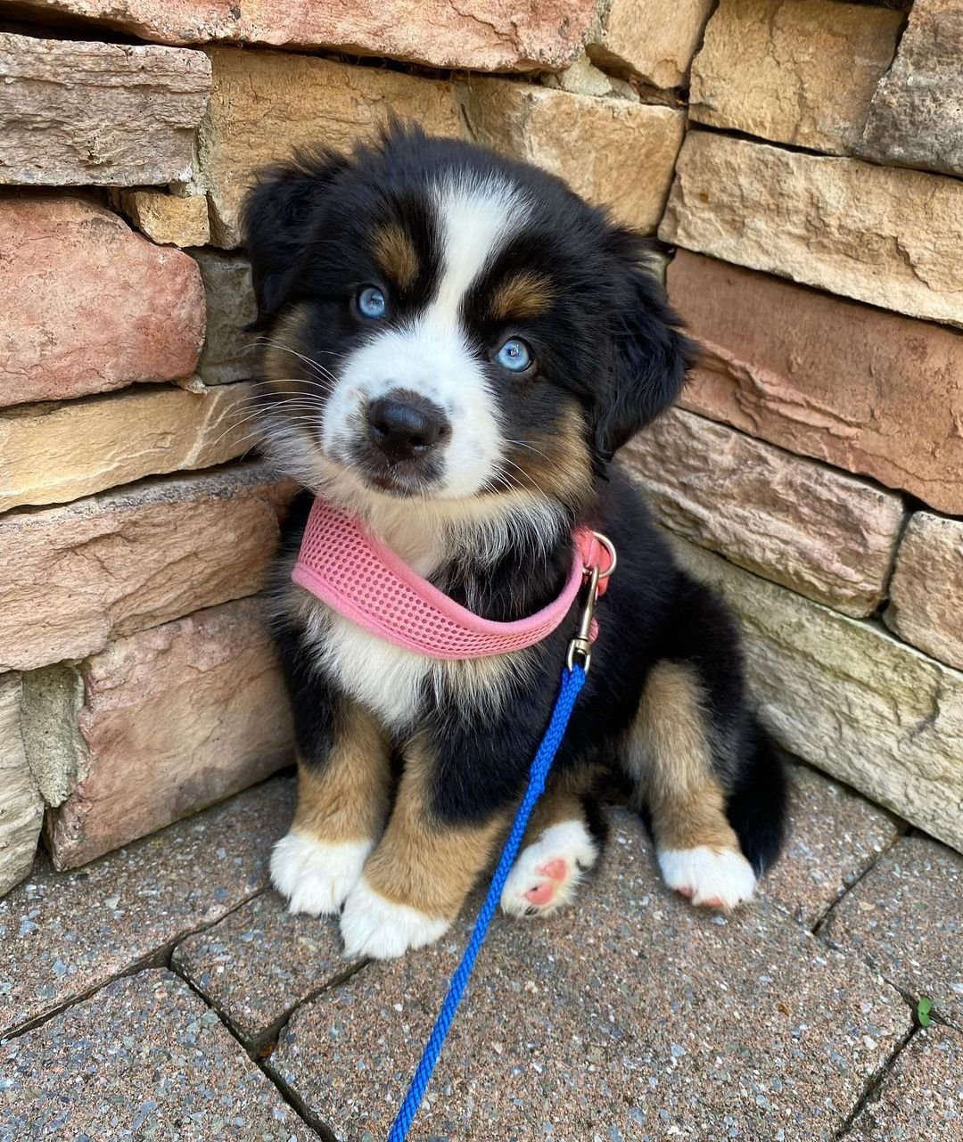 australian shepherd puppies for sale