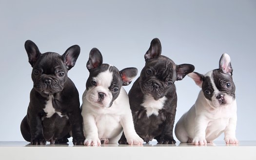 French bulldog puppies for sale