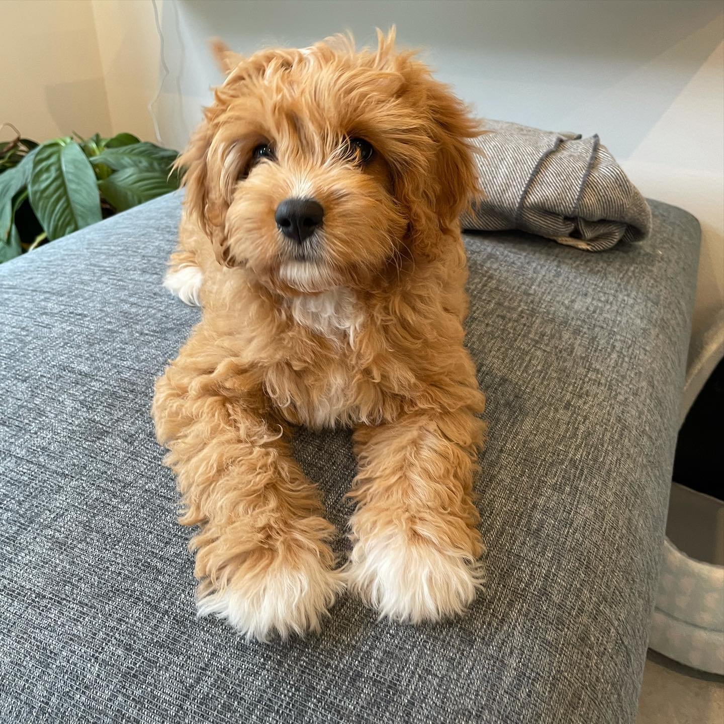 Cavoodle puppies for sale