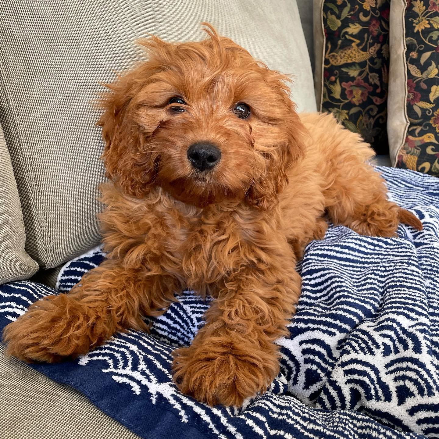 Cavoodle puppies for sale