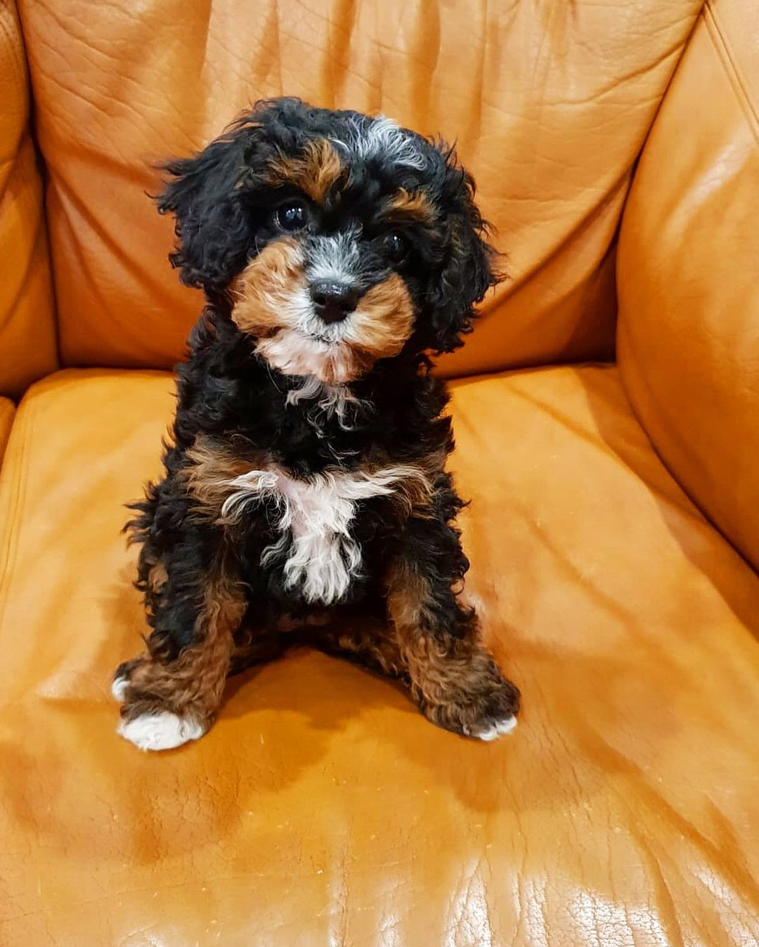 Cavoodle puppies for sale