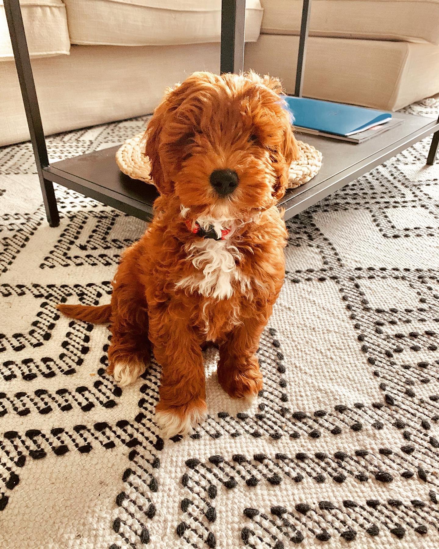 Cavoodle puppies for sale