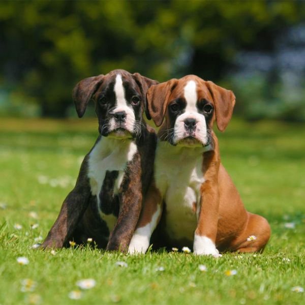 Boxer puppies for sale