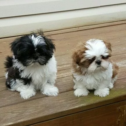 Shih Tzu puppies