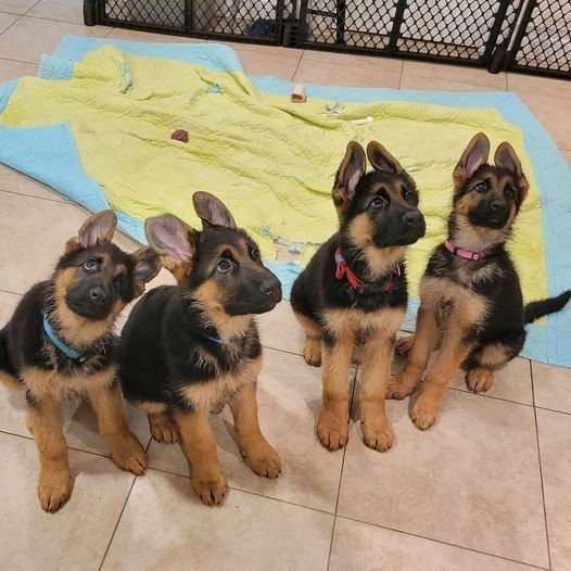 German Shepherd Puppies for sale