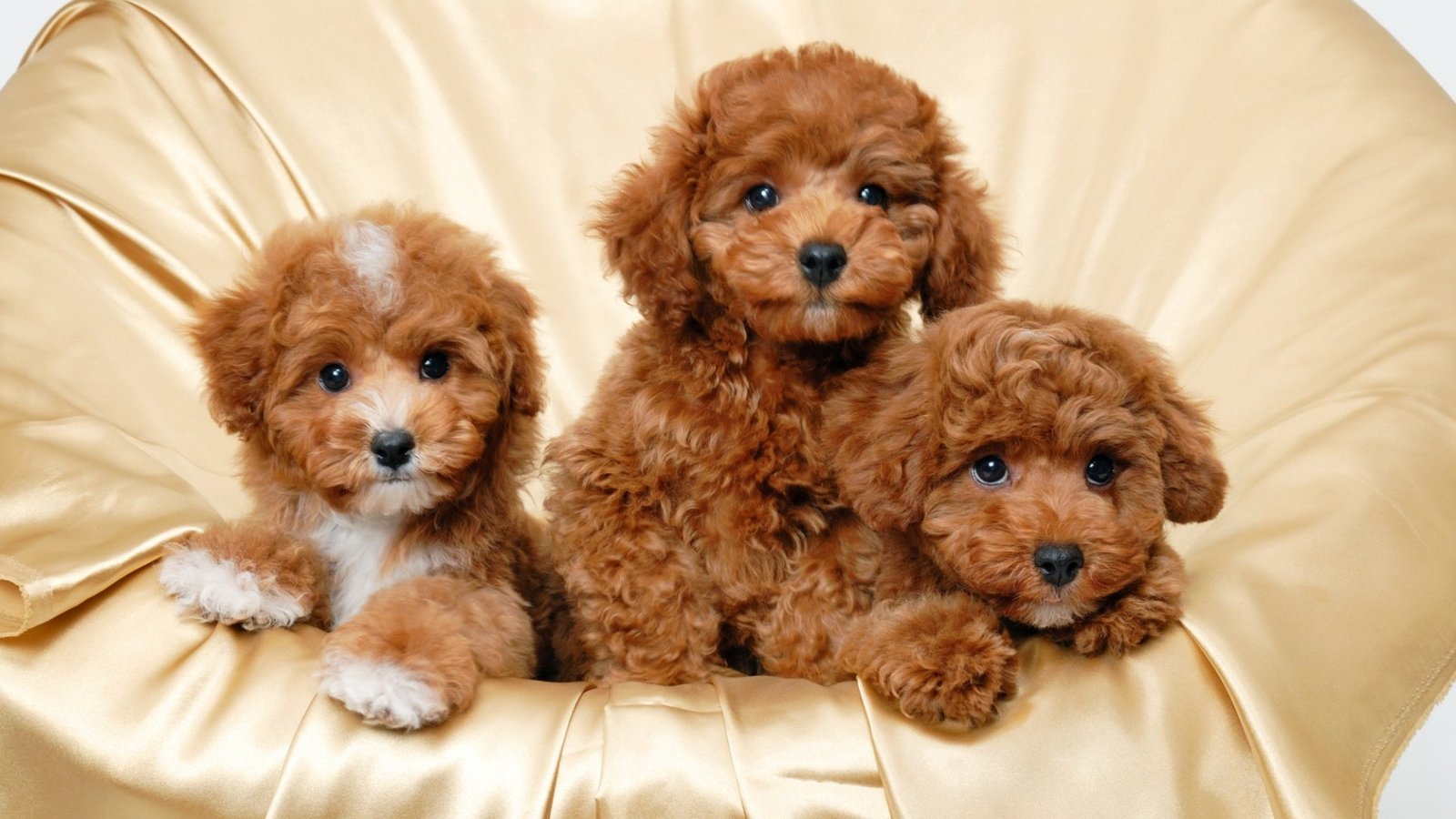 Poodle puppies for sale