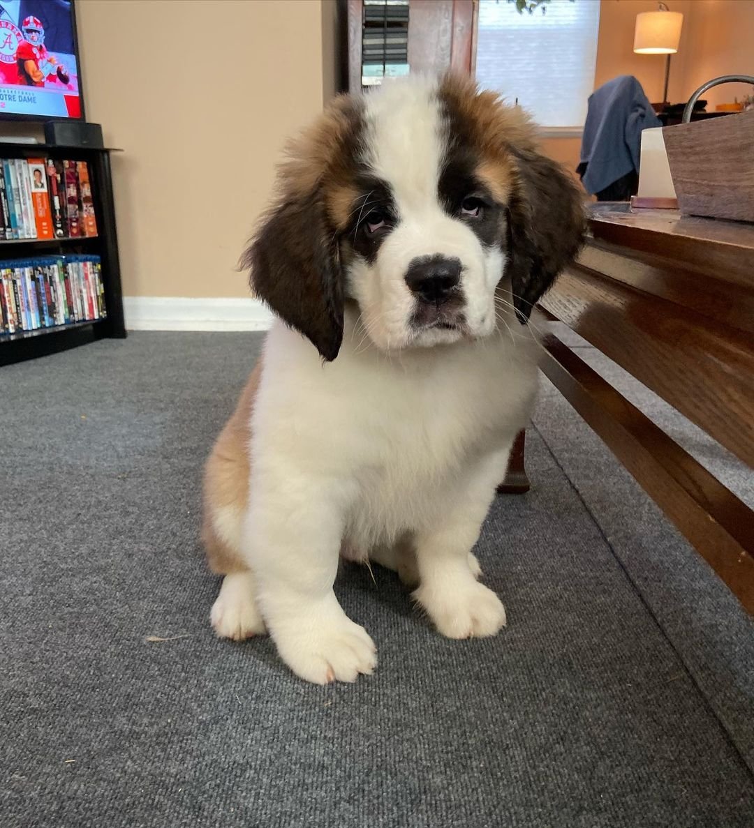 Saint Bernard Puppies for Sale
