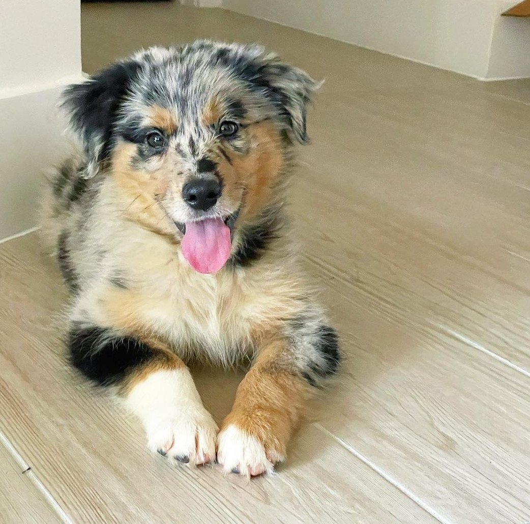 australian shepherd puppies for sale