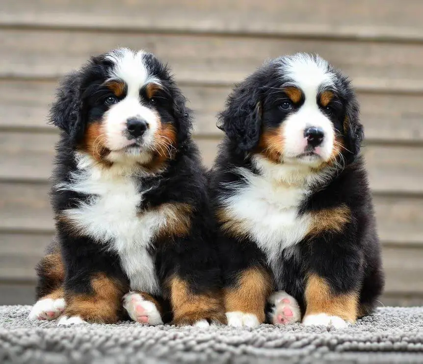 Bernese Mountain Dog puppies