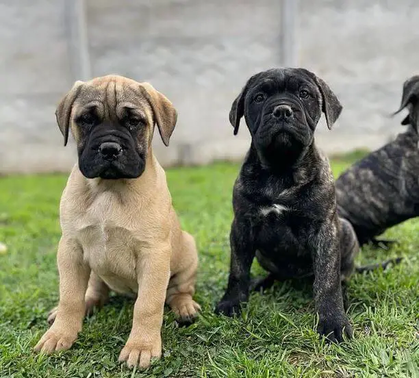 Bullmastiff puppies for sale