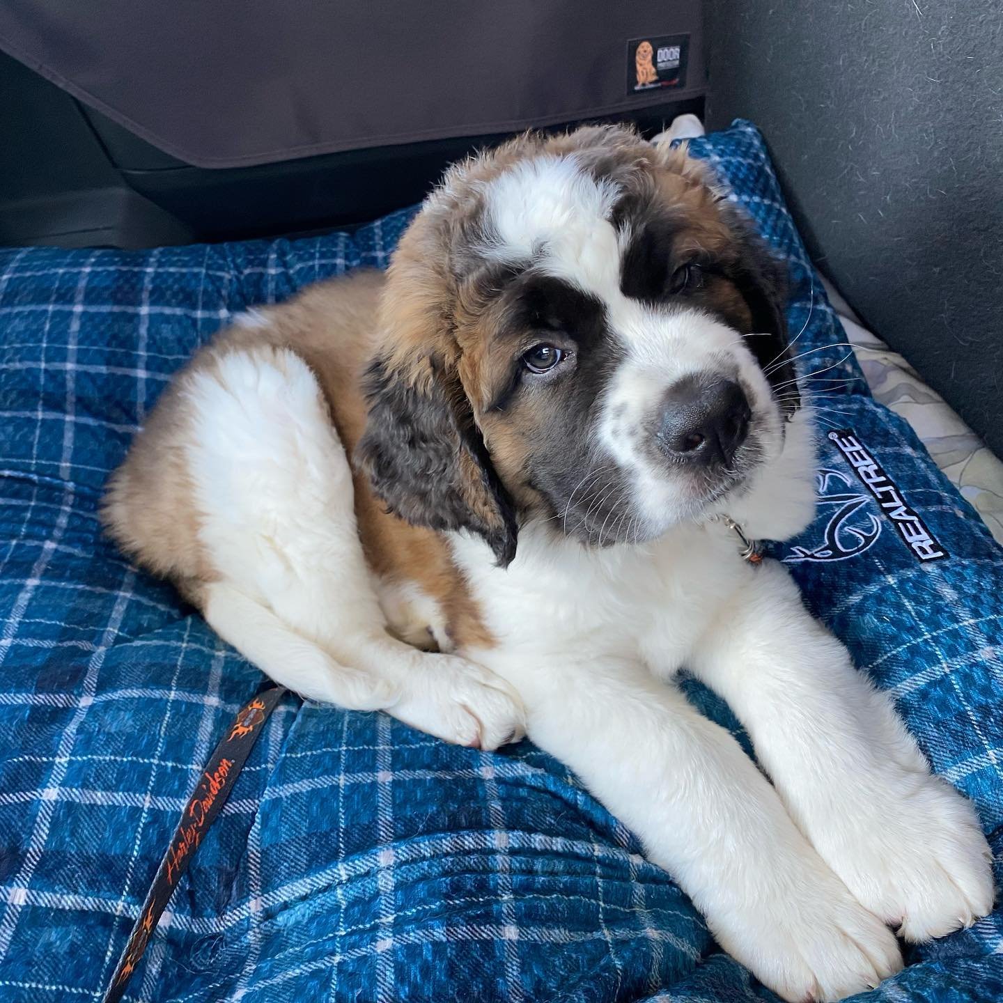 Saint Bernard Puppies for Sale
