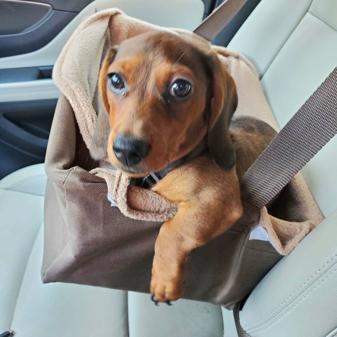 Dachshund Puppies for Sale
