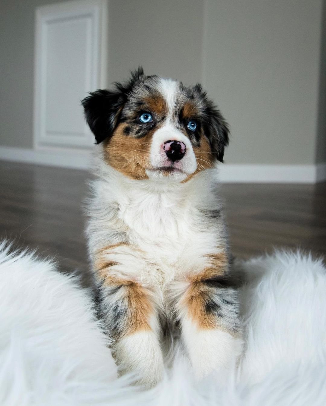 australian shepherd puppies for sale