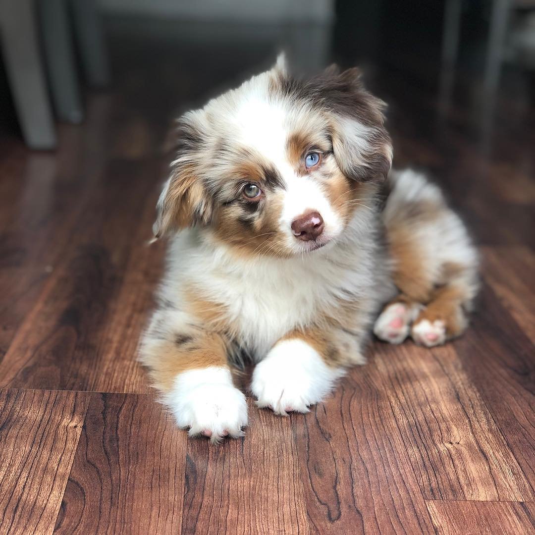 australian shepherd puppies for sale