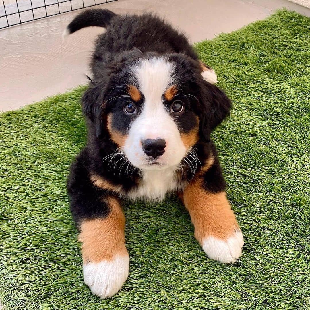 Bernese Mountain Dogs for Sale