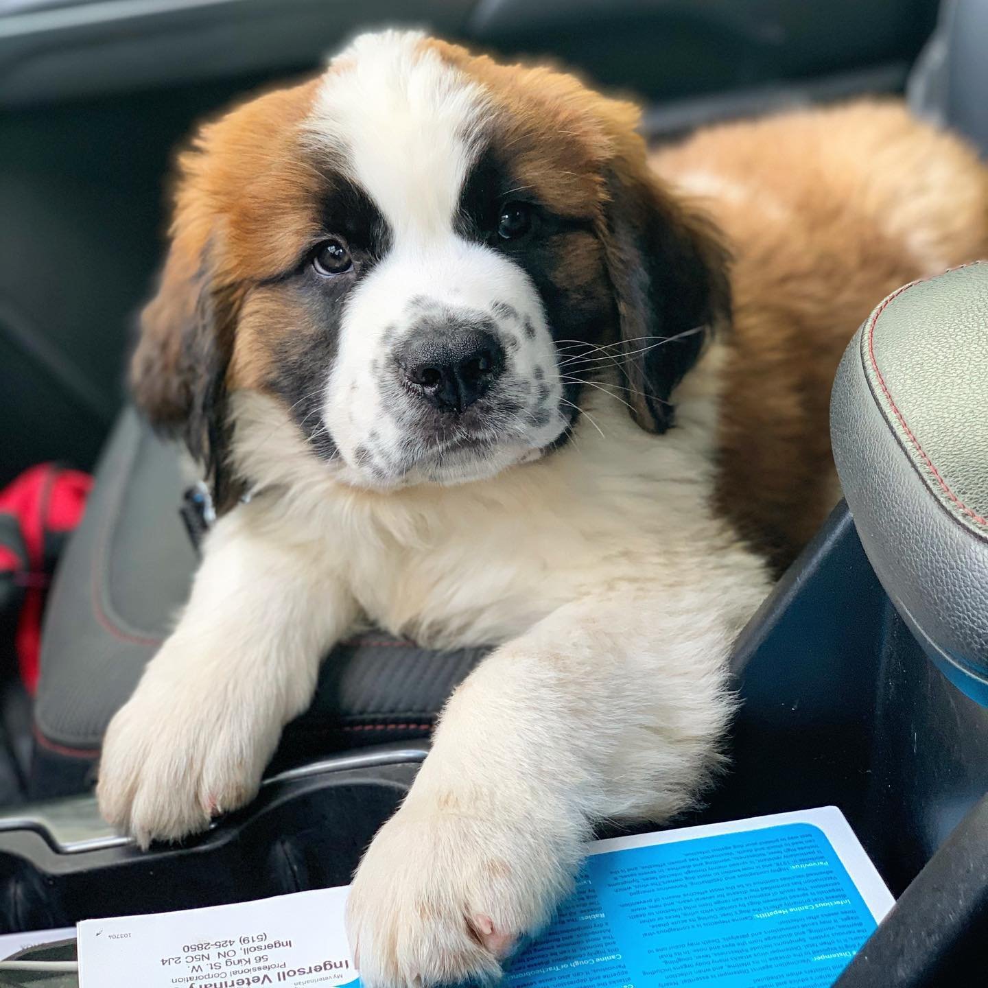 Saint Bernard Puppies for Sale