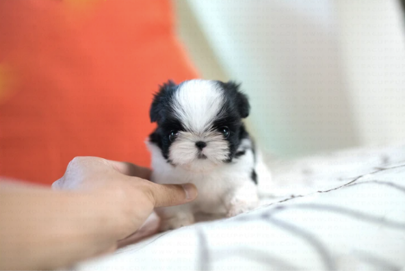 Shih Tzu Puppies for Sale