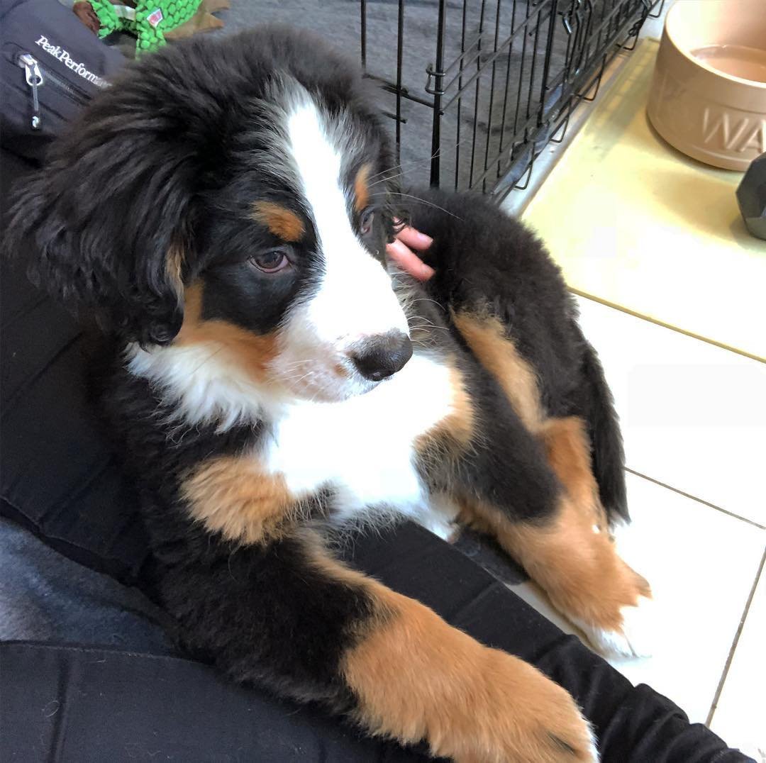 Bernese Mountain Dogs for Sale