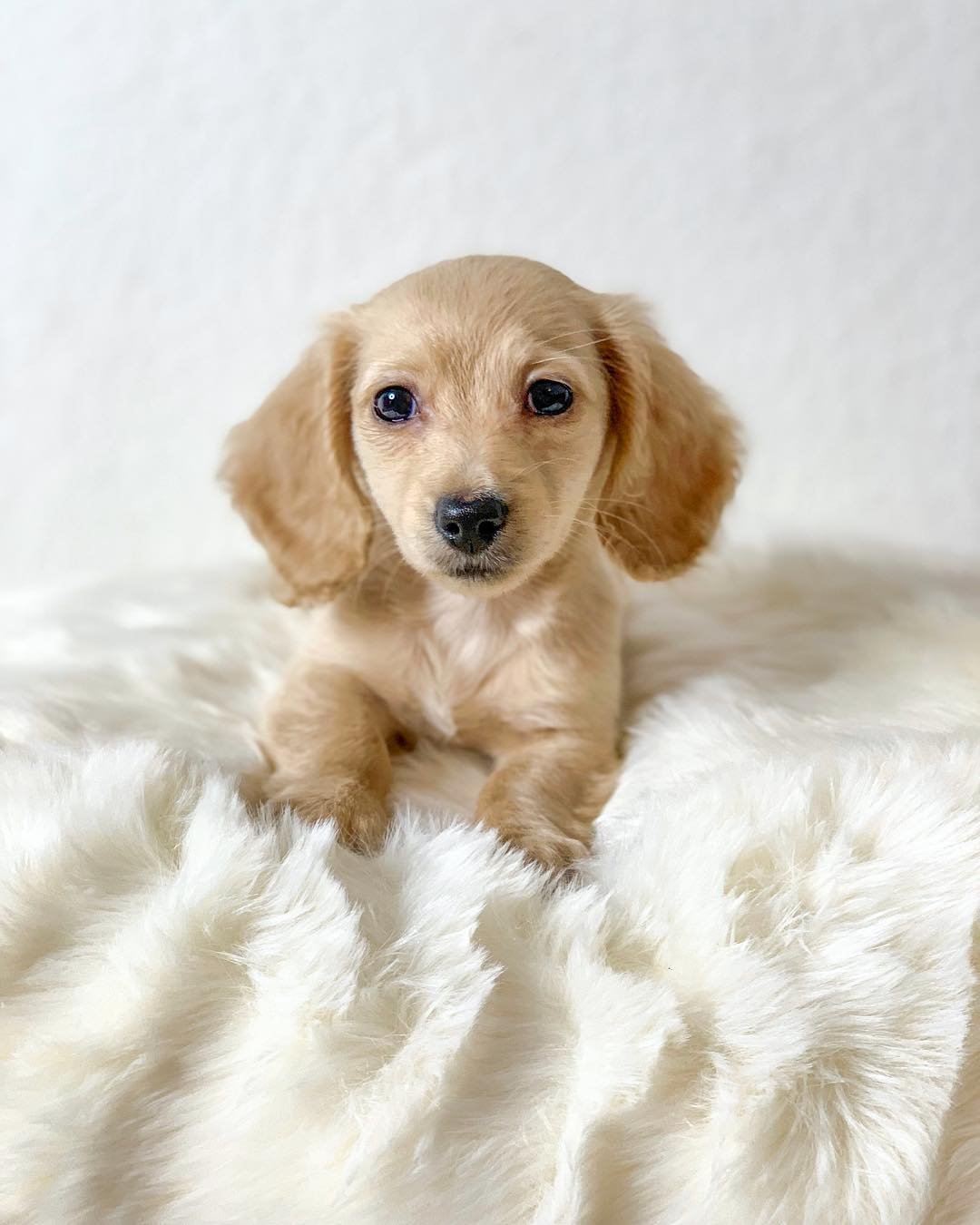 Dachshund Puppies for Sale