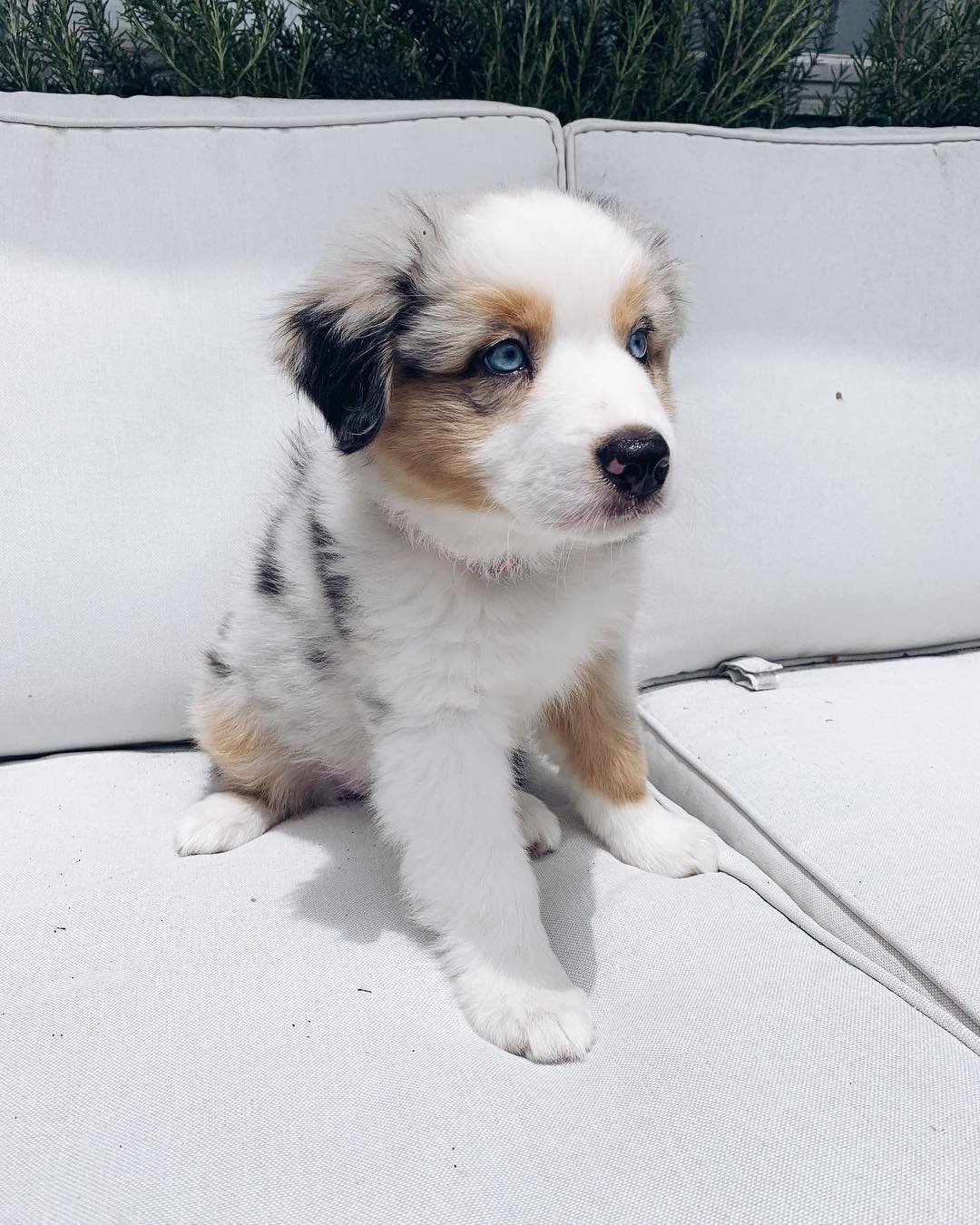 australian shepherd puppies for sale