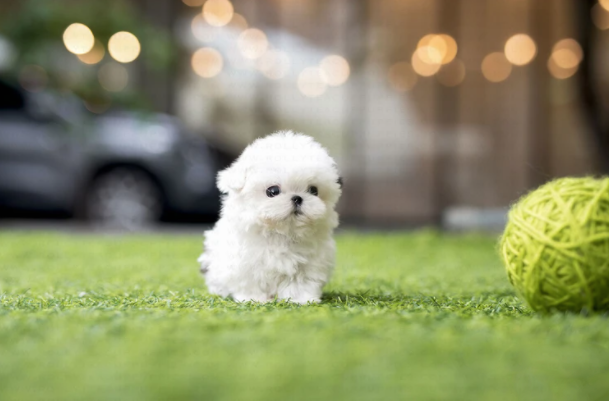 Shih Tzu Puppies for Sale