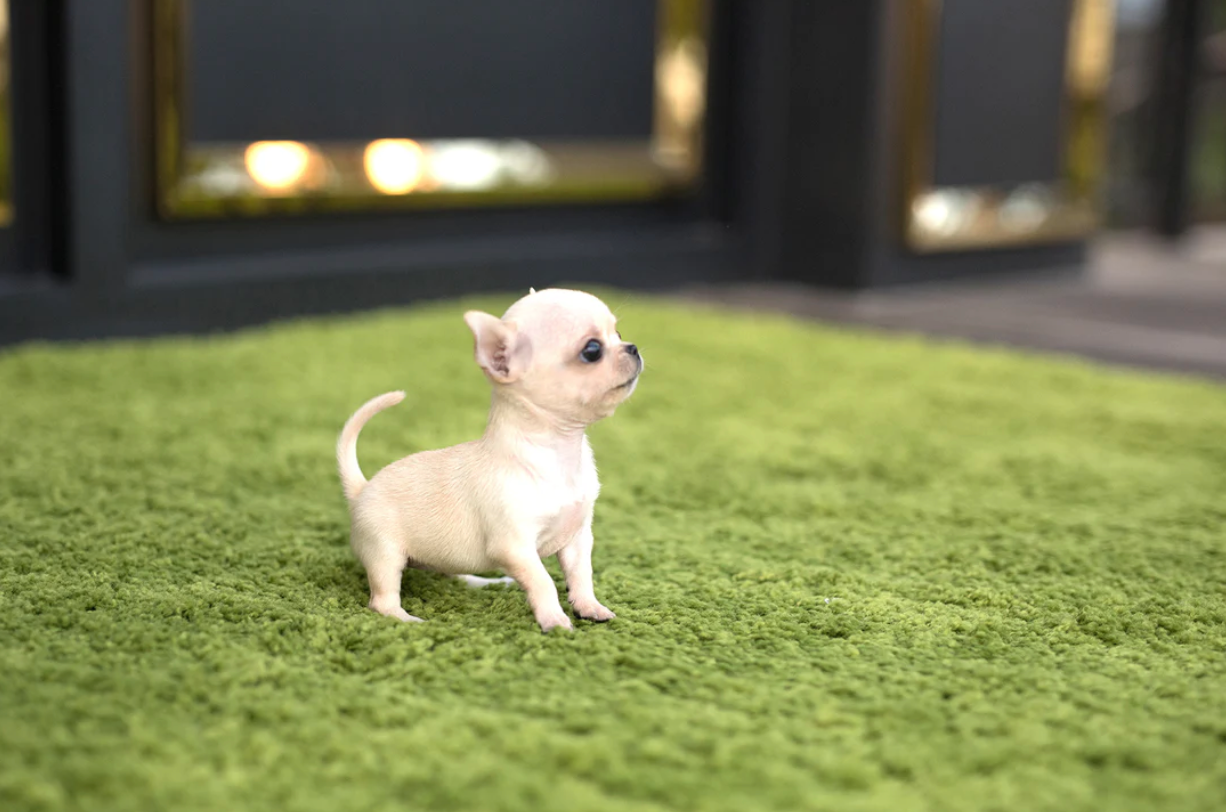 Chihuahua puppies for sale
