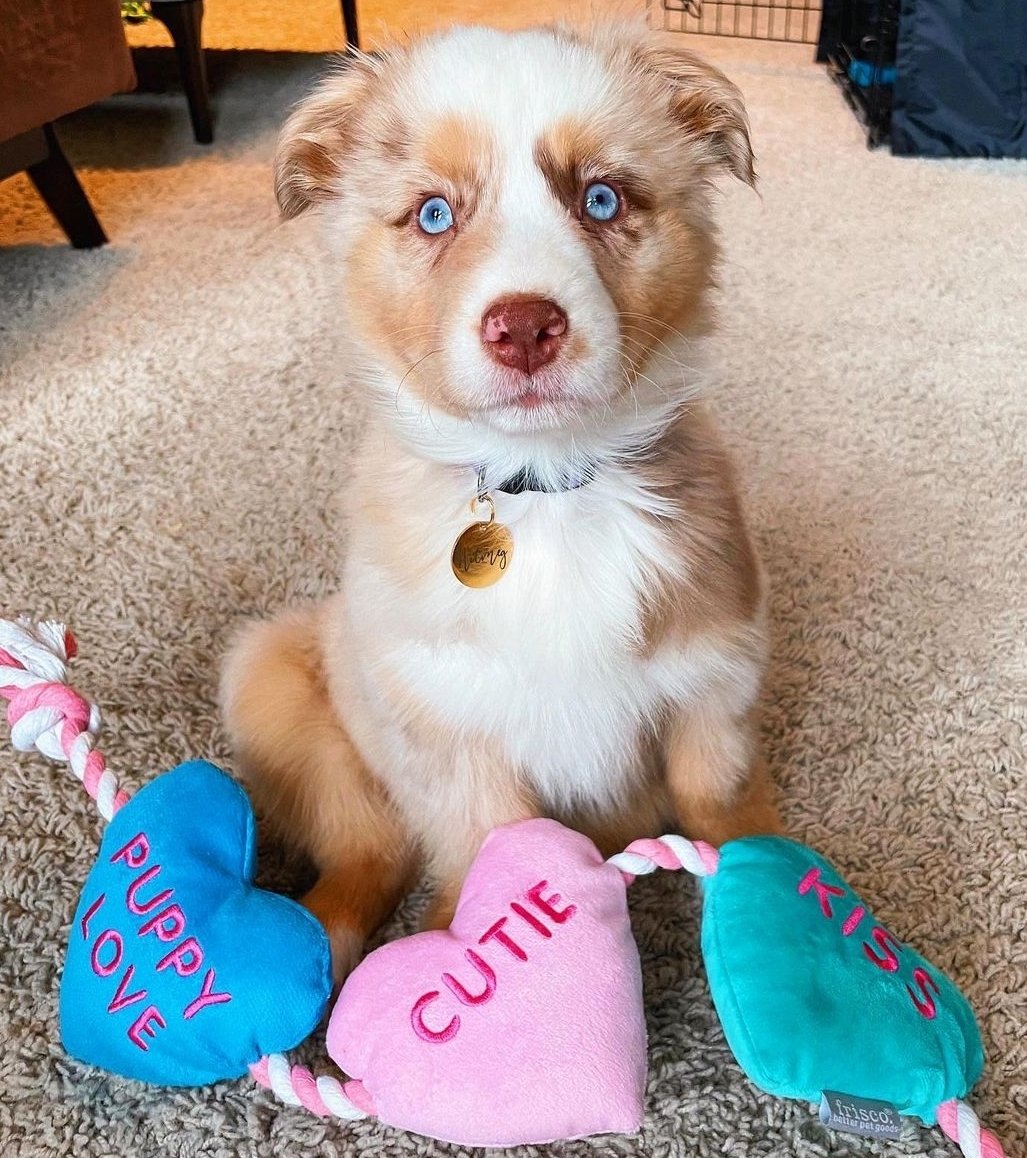 australian shepherd puppies for sale