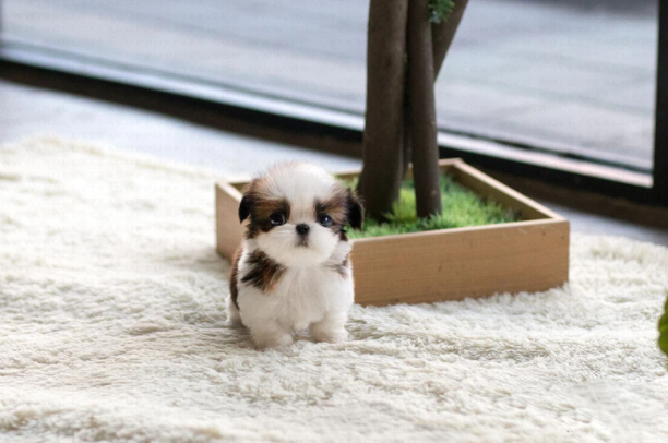 Shih Tzu Puppies for Sale