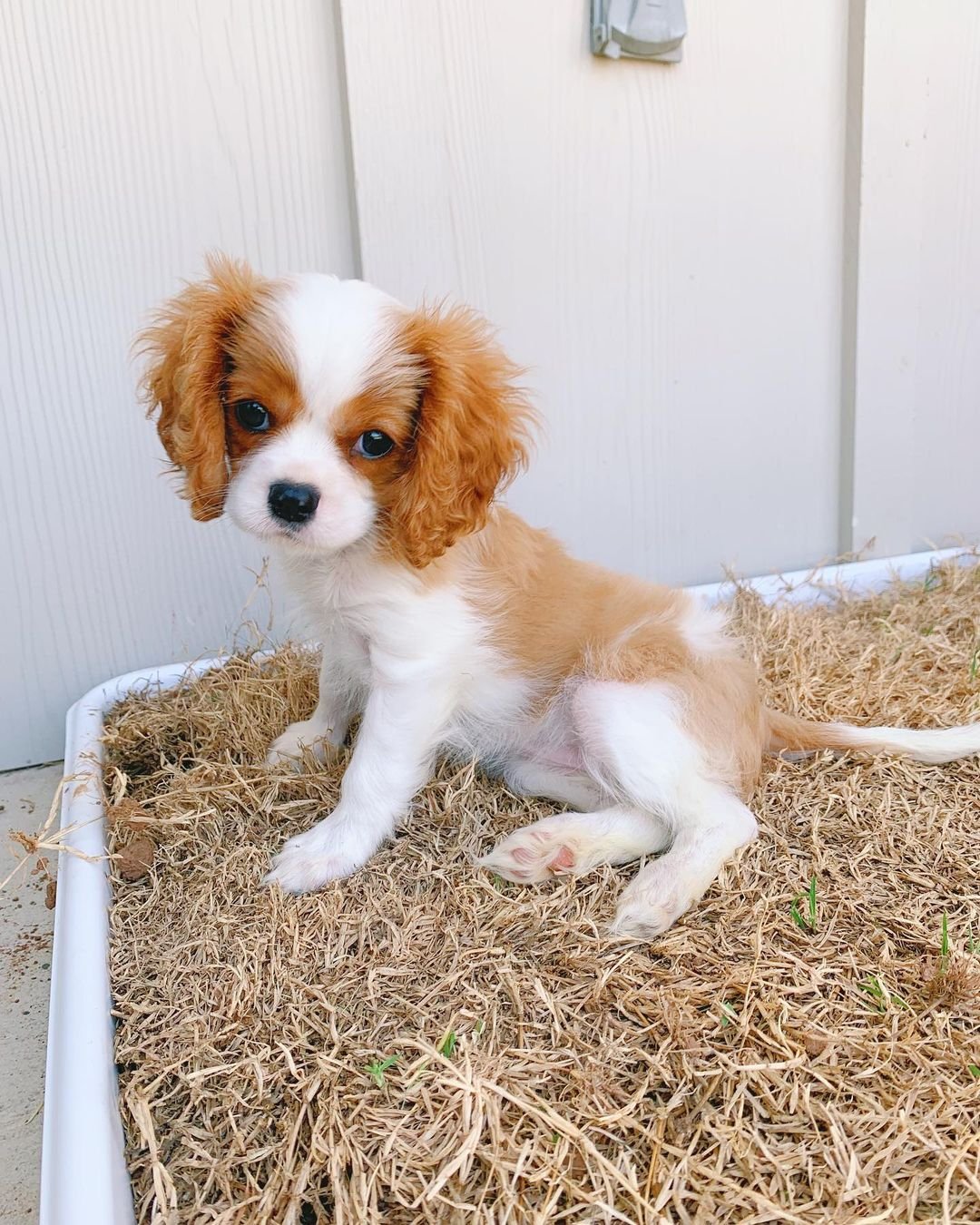 Cavalier King Charles Spaniel puppies for sale