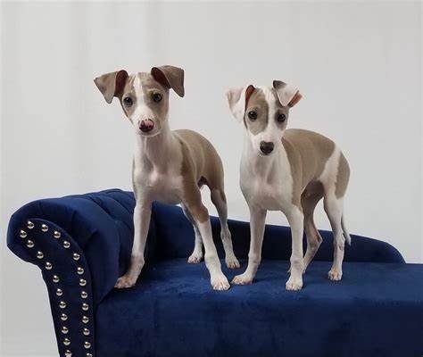 Italian greyhound puppies for sale