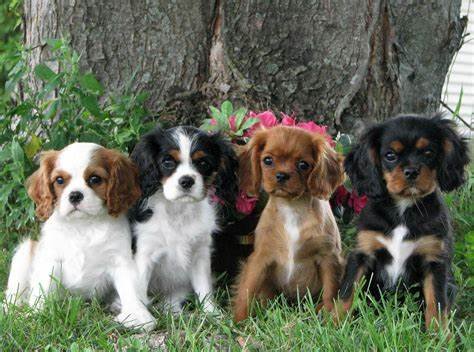 Cavalier King Charles Spaniel puppies