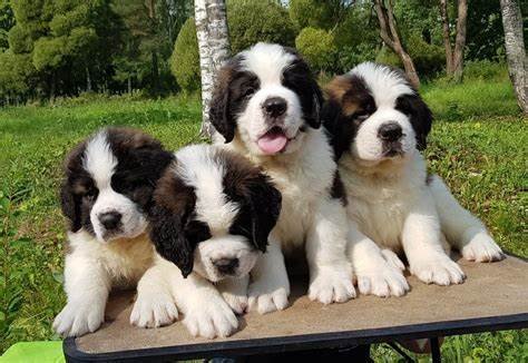 Saint Bernard puppies for sale