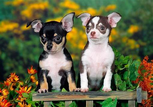 Chihuahua Puppies for sale