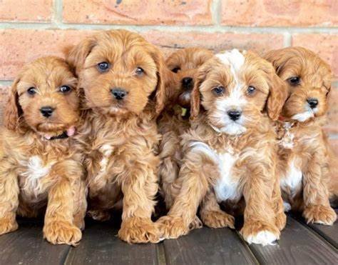 Cavoodle Puppies for sale