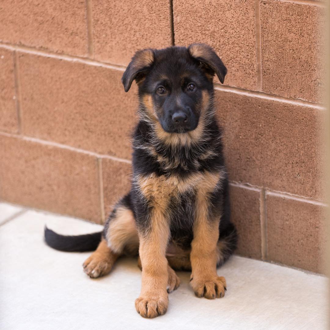 German Shepherd puppies for sale