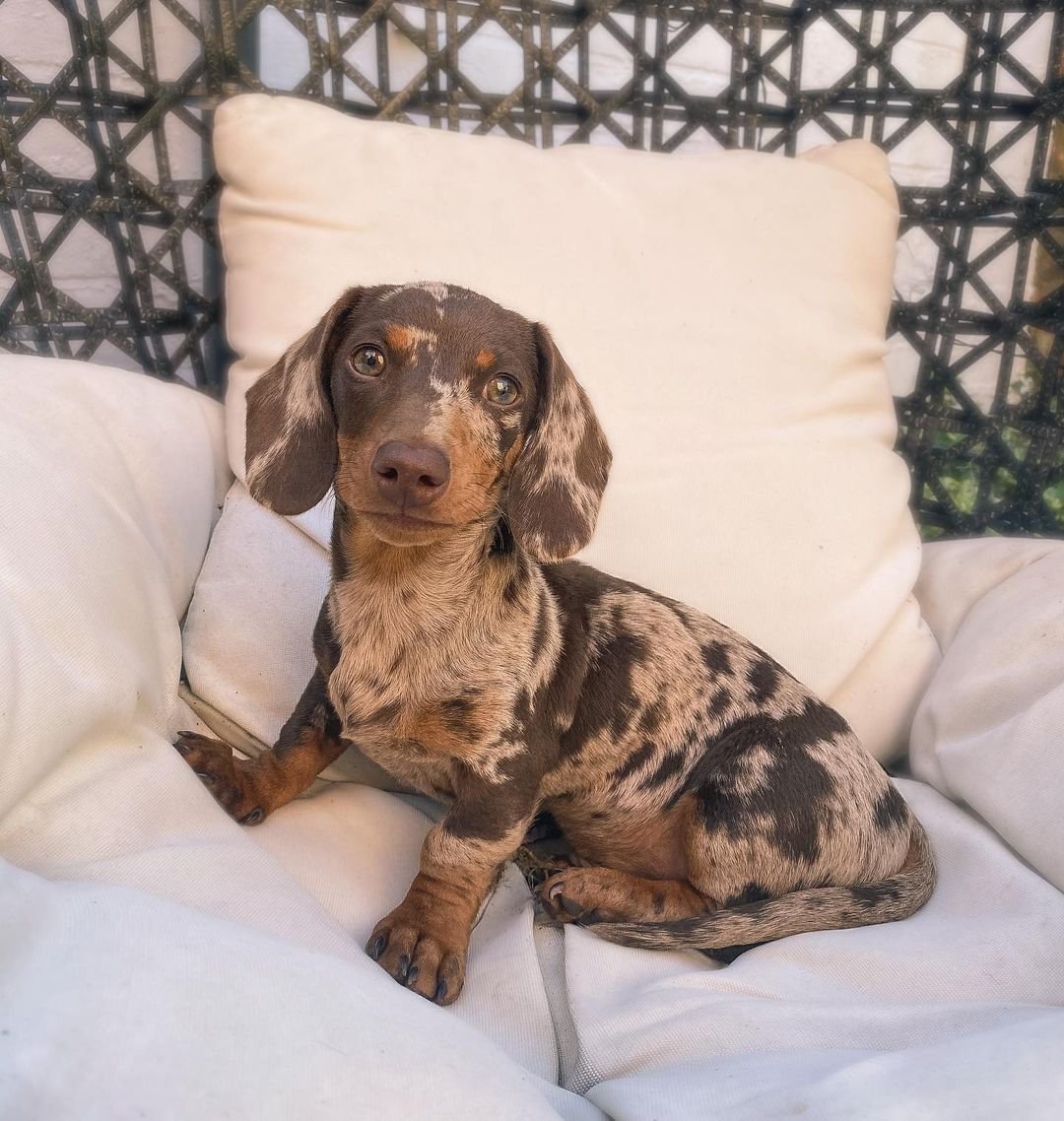 Dachshund Puppies for Sale