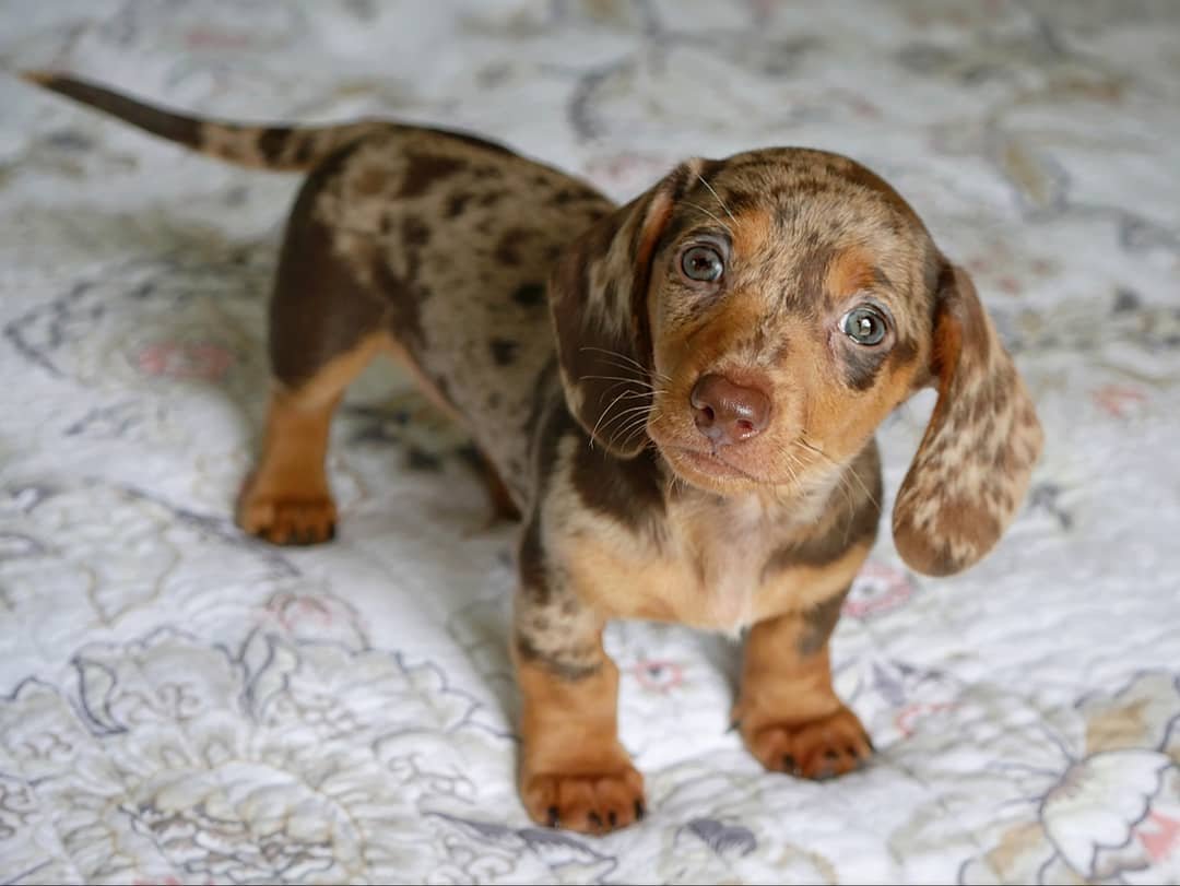 Dachshund Puppies for Sale