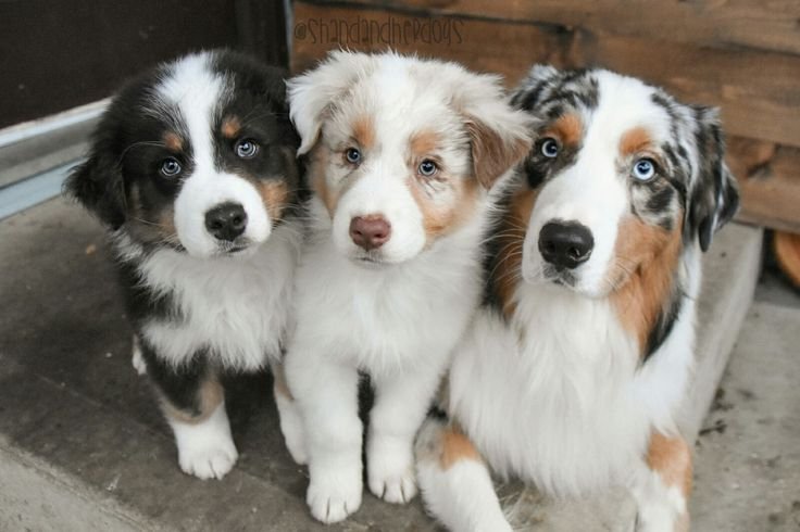 Australian Shepherd puppies for sale