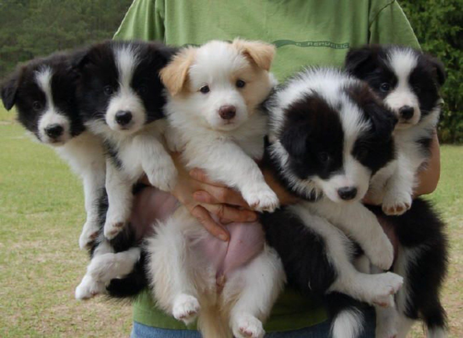 Border collie puppies