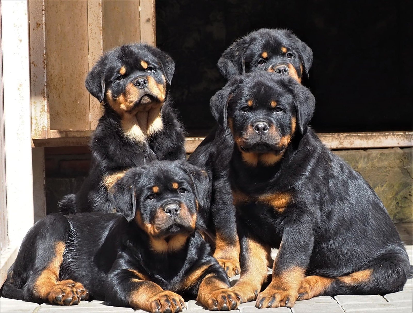 Rottweiler puppies for sale