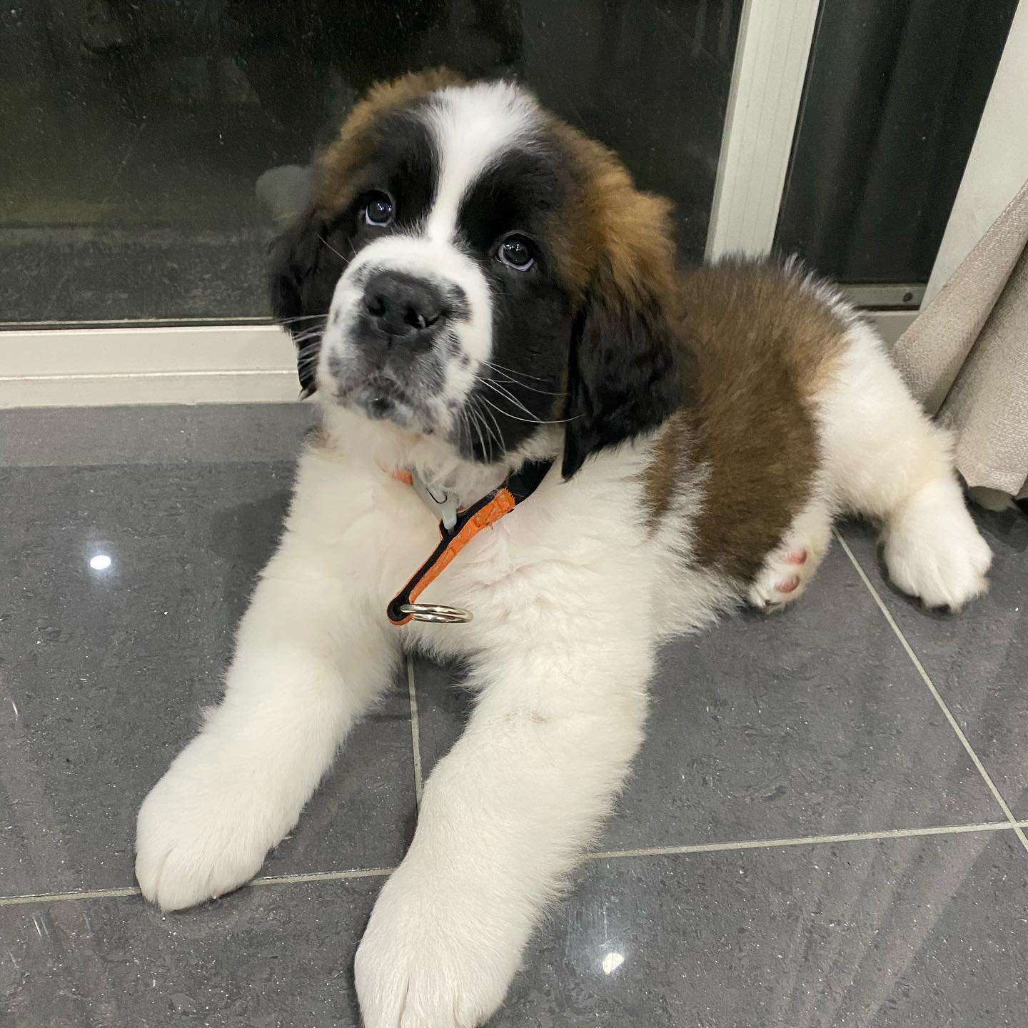 Saint Bernard Puppies for Sale