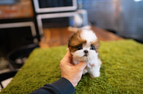 Shih Tzu Puppies for Sale
