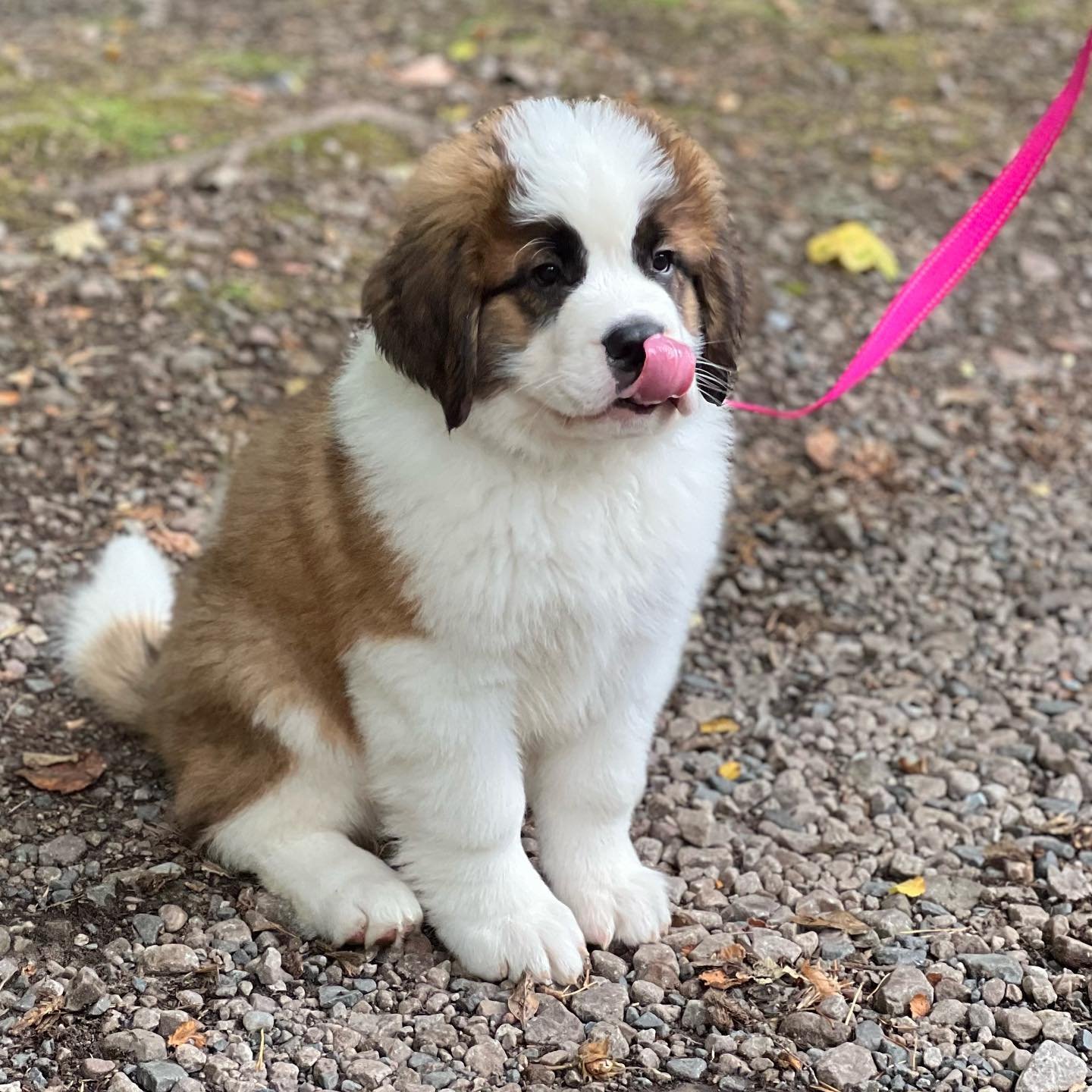 Saint Bernard Puppies for Sale
