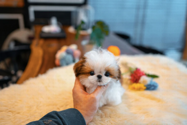 Shih Tzu Puppies for Sale