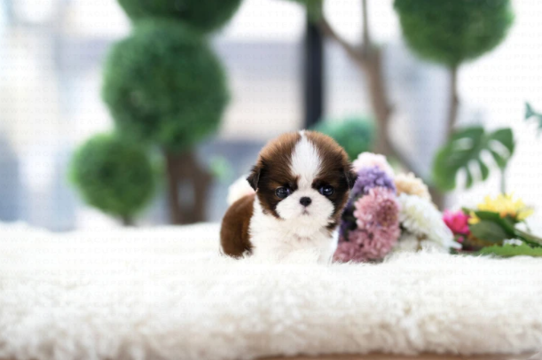 Shih Tzu Puppies for Sale