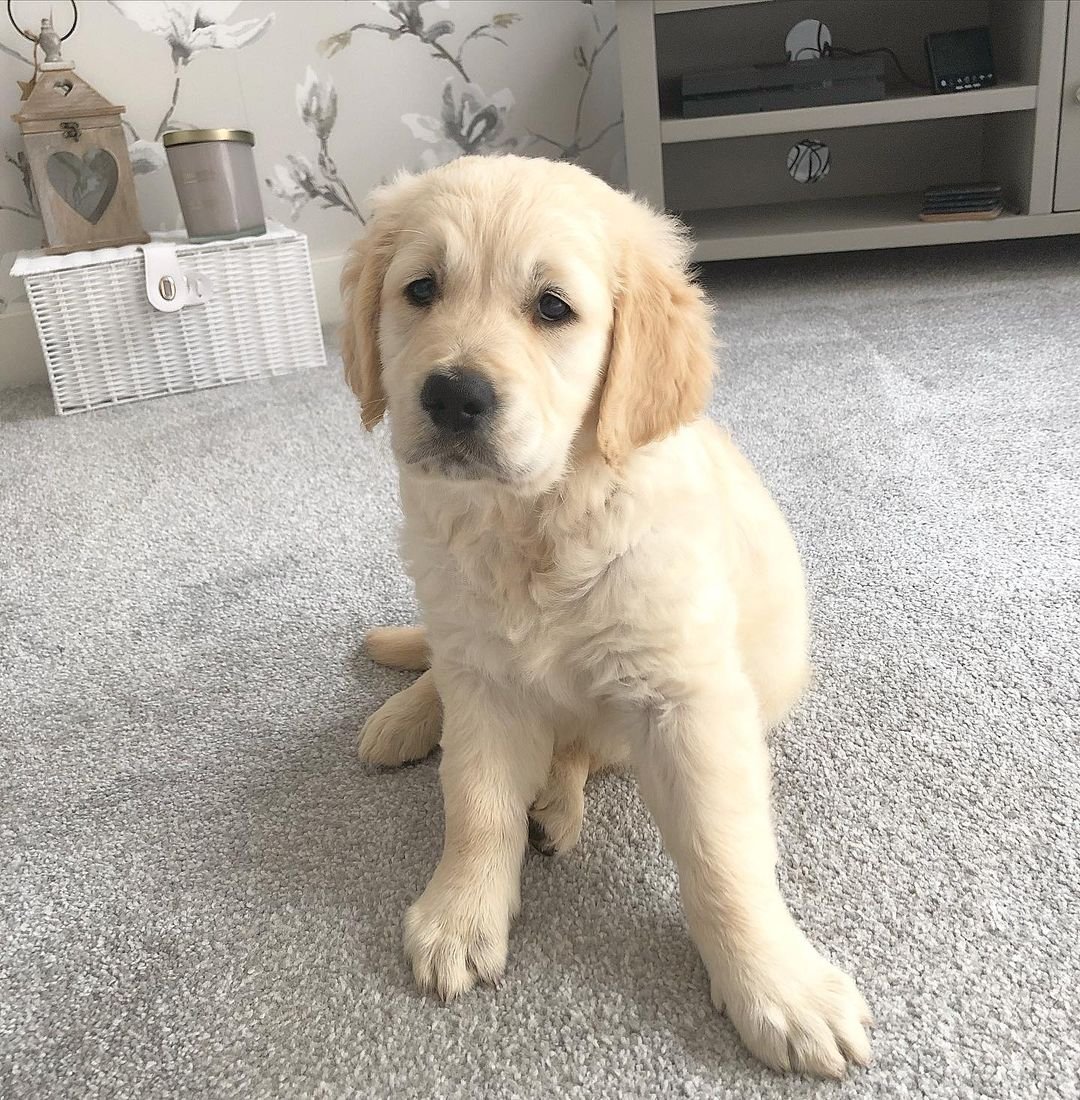 Golden Retriever puppies