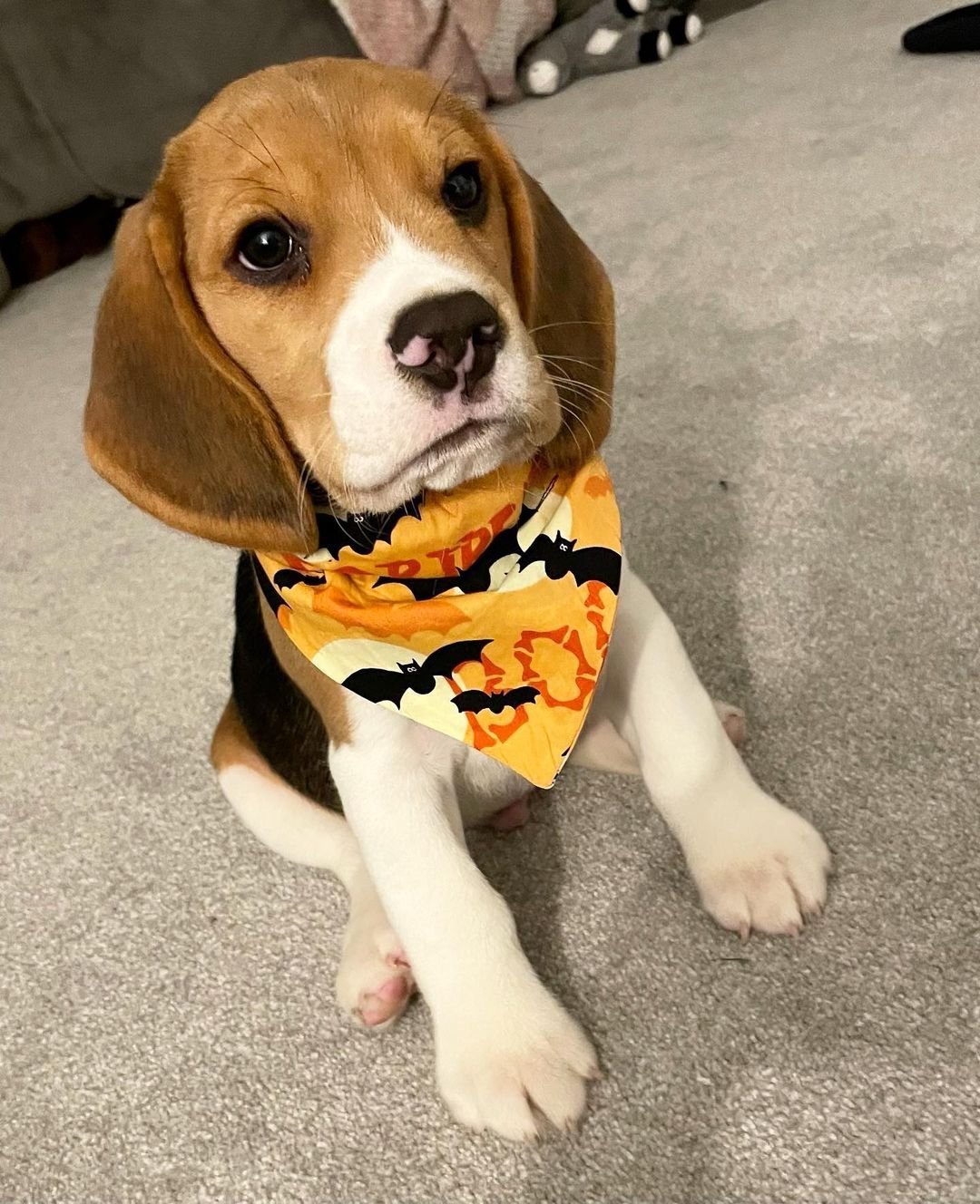 Beagle puppies for sale