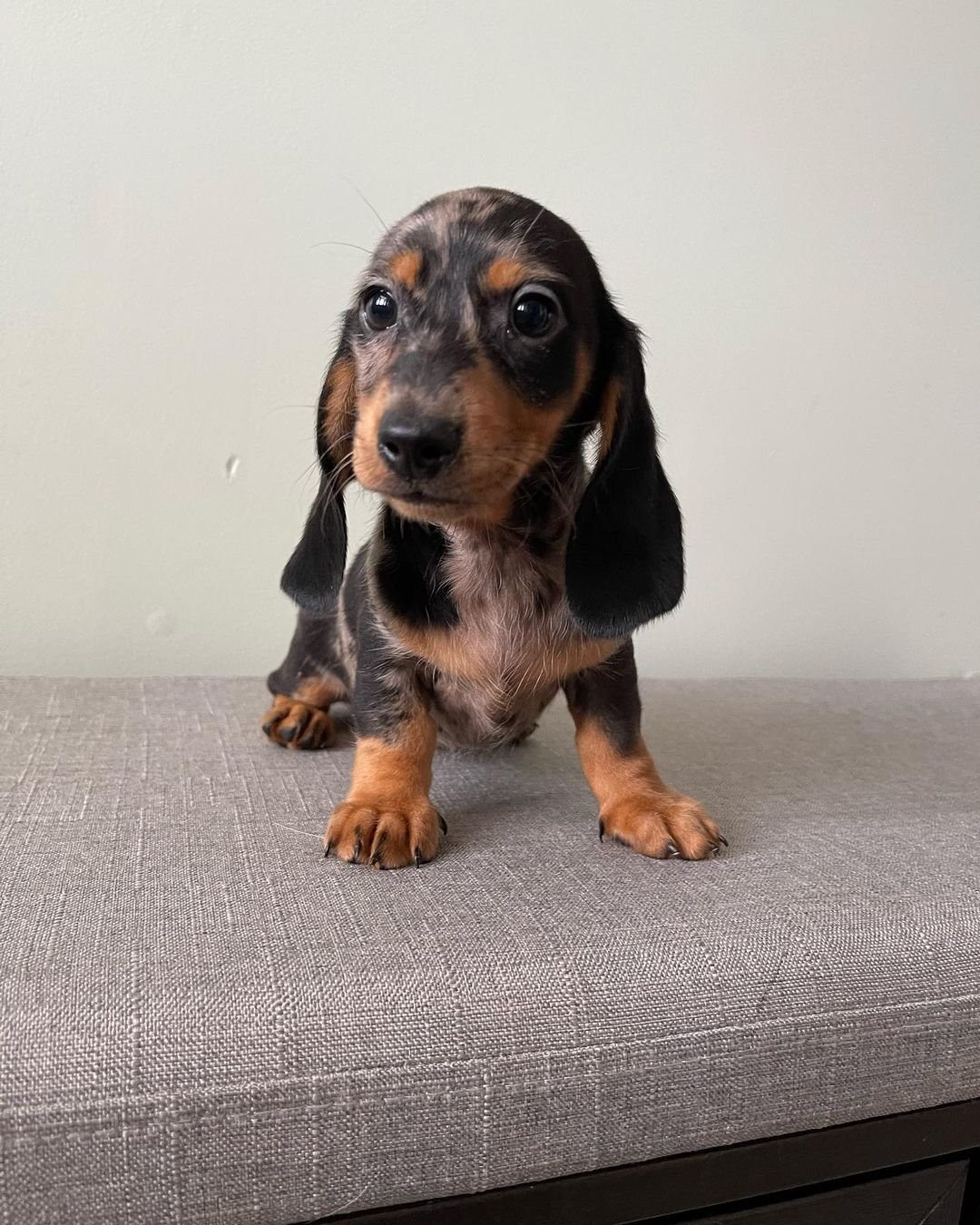 Dachshund Puppies for Sale