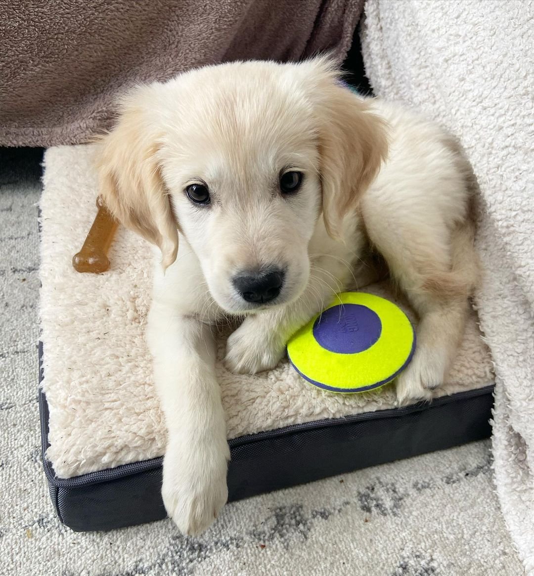 Golden Retriever puppies for sale