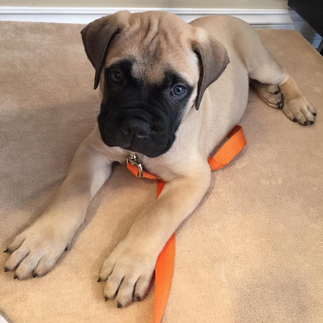 Bullmastiff puppies for sale